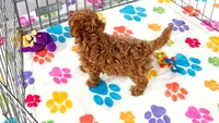 Chase, a male Cavapoo and Poodle - Toy  for sale in Tucson, AZ – 3 of 10