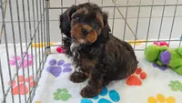 Alex, a male Cavapoo and Poodle - Toy  for sale in Tucson, AZ – 8 of 10