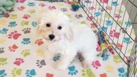 Tyson, a male Maltipoo for sale in Tucson, AZ – 9 of 10
