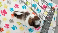 Ella, a female Shih Tzu and Poodle - Toy  for sale in Tucson, AZ – 5 of 10