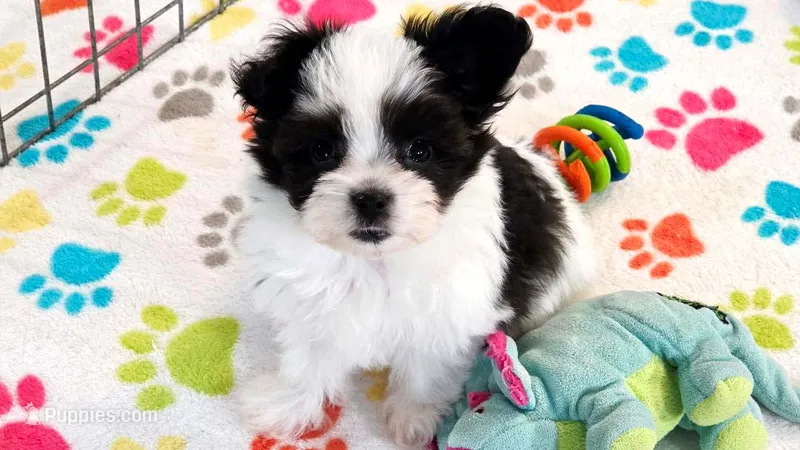 Ace – Maltese, Papillon puppy for sale in Tucson, AZ