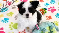 Ace, a male Maltese and Papillon for sale in Tucson, AZ – 1 of 9