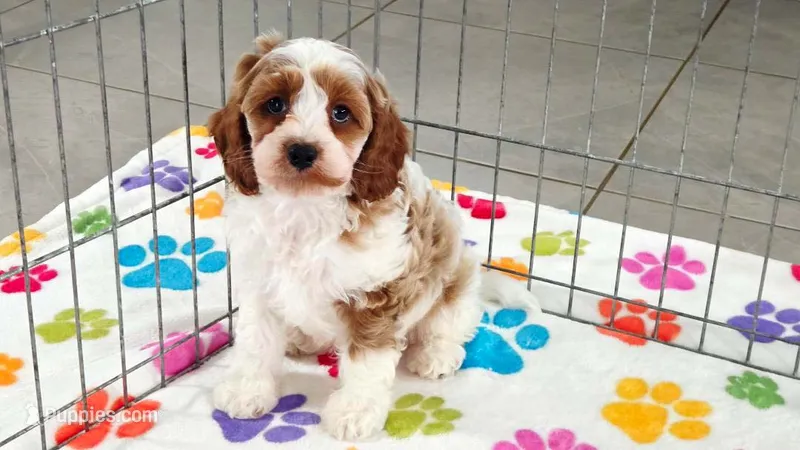 Buck – Cavapoo, Poodle - Toy  puppy for sale in Tucson, AZ