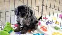Willow, a female Cavapoo and Poodle - Toy  for sale in Tucson, AZ – 4 of 10