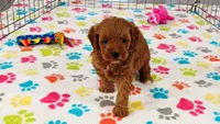Otis, a male Cavapoo and Poodle - Miniature  for sale in Tucson, AZ – 7 of 10