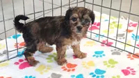 Rex, a male Havapoo for sale in Tucson, AZ – 7 of 10