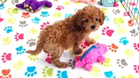 Layla, a female Cavapoo and Poodle - Toy  for sale in Tucson, AZ – 7 of 9
