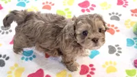 Duke, a male Shih Tzu and Poodle - Toy  for sale in Tucson, AZ – 6 of 9