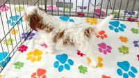 Jack, a male Cavapoo and Poodle - Toy  for sale in Tucson, AZ – 10 of 10