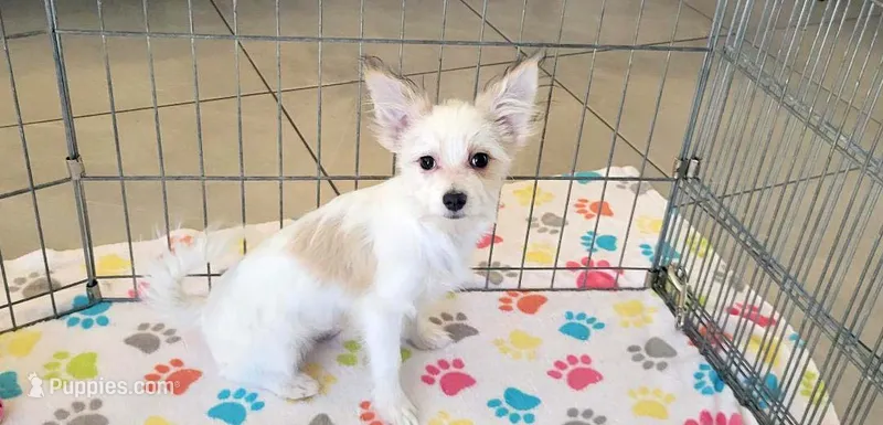 Sadie – Maltese, Papillon puppy for sale in Tucson, AZ