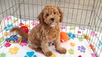 Otis, a male Cavapoo and Poodle - Miniature  for sale in Tucson, AZ – 4 of 10