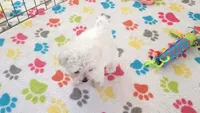 Layla, a female Maltipoo for sale in Tucson, AZ – Photo 8 of 9