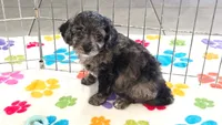 Justin, a male Cavapoo for sale in Tucson, AZ – 1 of 10