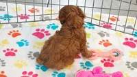 Dixie, a female Cavapoo for sale in Tucson, AZ – 5 of 10