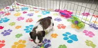 Jackson, a male Havashire for sale in Tucson, AZ – 10 of 10