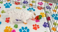 Harley, a female Cavapoo and Poodle - Toy  for sale in Tucson, AZ – 3 of 9