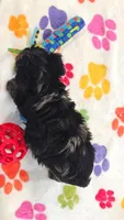 Connor, a male Yorkshire Terrier and Poodle - Toy  for sale in Tucson, AZ – 7 of 10