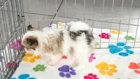 Gus, a male Maltese and Papillon for sale in Tucson, AZ – 7 of 9