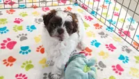 Ella, a female Shih Tzu and Poodle - Toy  for sale in Tucson, AZ – 6 of 10