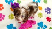 Leo, a male Cockapoo and Poodle - Toy  for sale in Tucson, AZ – 4 of 8