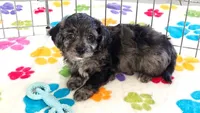 Justin, a male Cavapoo for sale in Tucson, AZ – 7 of 10