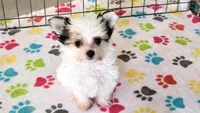 Sydney, a female Maltese and Papillon for sale in Tucson, AZ – Photo 6 of 10