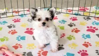 Sydney, a female Maltese and Papillon for sale in Tucson, AZ – Photo 8 of 10