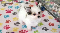 Sydney, a female Maltese and Papillon for sale in Tucson, AZ – Photo 3 of 10