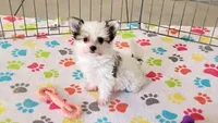 Sydney, a female Maltese and Papillon for sale in Tucson, AZ – Photo 7 of 10