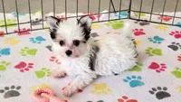 Sydney, a female Maltese and Papillon for sale in Tucson, AZ – Photo 2 of 10