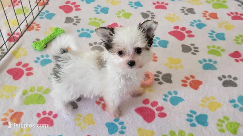 Sydney – Maltese, Papillon puppy for sale in Tucson, AZ