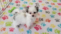 Sydney, a female Maltese and Papillon for sale in Tucson, AZ – Photo 1 of 10