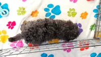 Layla, a female Cavapoo and Poodle - Toy  for sale in Tucson, AZ – 4 of 10