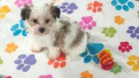 Bandit, a male Maltese and Papillon for sale in Tucson, AZ – 7 of 10