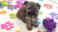 Jasmine, a female Yorkshire Terrier and Poodle - Toy  for sale in Tucson, AZ – 7 of 10