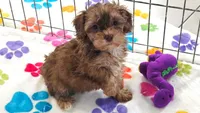 Emma, a female Cockapoo and Poodle - Toy  for sale in Tucson, AZ – 3 of 9