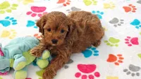 Dixie, a female Cavapoo for sale in Tucson, AZ – 4 of 10