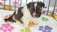 Tucker, a male Havashire for sale in Tucson, AZ – 3 of 10