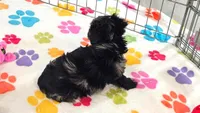 Connor, a male Yorkshire Terrier and Poodle - Toy  for sale in Tucson, AZ – 8 of 10