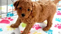 Amber, a female Cavapoo and Poodle - Miniature  for sale in Tucson, AZ – 9 of 10