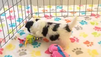 Dakota, a female Maltese and Papillon for sale in Tucson, AZ – 6 of 10