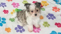 Duke, a male Maltese and Papillon for sale in Tucson, AZ – 7 of 10