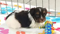 Piper, a female Havashire for sale in Tucson, AZ – 2 of 9
