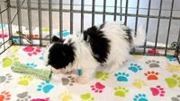 Baxter, a male Maltese and Papillon for sale in Tucson, AZ – 3 of 8
