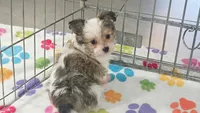 Duke, a male Maltese and Papillon for sale in Tucson, AZ – 6 of 10
