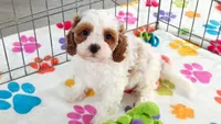 Jack, a male Cavapoo and Poodle - Toy  for sale in Tucson, AZ – 1 of 10