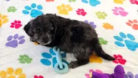 Justin, a male Cavapoo for sale in Tucson, AZ – 9 of 10