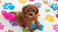 Bonnie, a female Cavapoo and Poodle - Toy  for sale in Tucson, AZ – 5 of 10