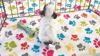 Penny, a female Havapoo for sale in Tucson, AZ – 9 of 10