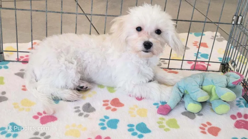 Tyson – Maltipoo puppy for sale in Tucson, AZ